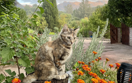 Hay gatos residentes en la finca